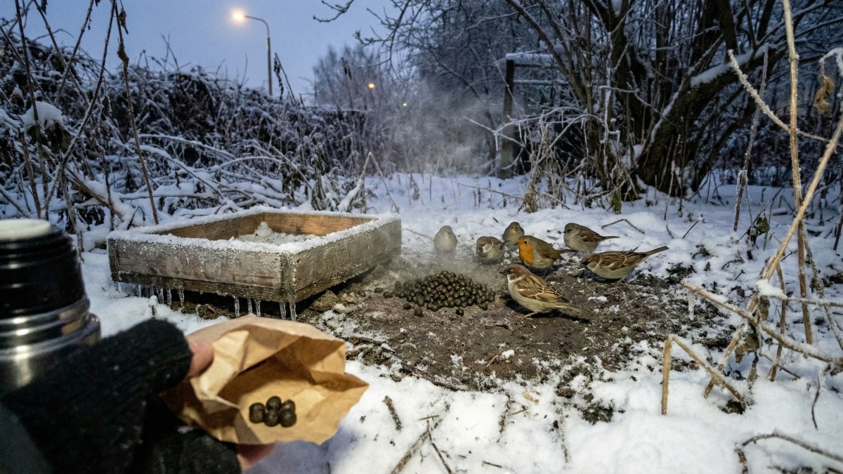 Hilf Vögeln, die kältesten Nächte zu überstehen: Dieses eine Futter ist der Schlüssel, um ihre Wärme zurückzubringen