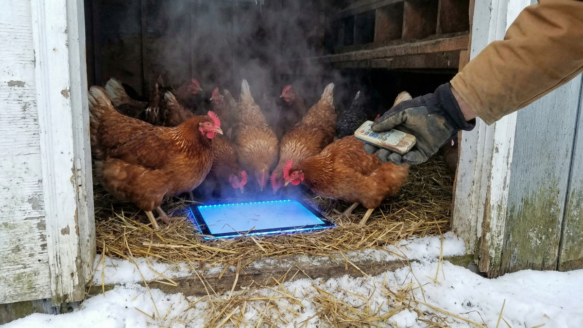 Wenn es kalt ist, wird dieses Spiel zum Lieblingsmoment des Tages deiner Hühner