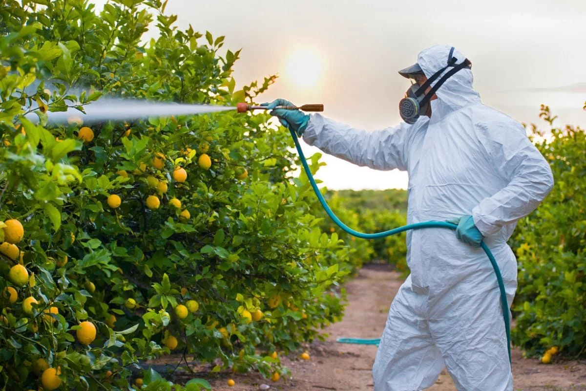 Zitronen: Diese zwei Länder exportieren mit Pestiziden belastete Früchte, laut Analysen