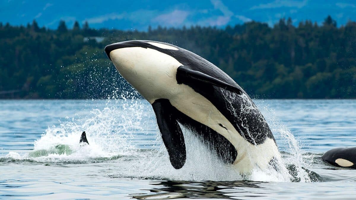 es ist offiziell delfine und orcas haben den evolutionären punkt ohne rückkehr überschritten, um an land zu leben