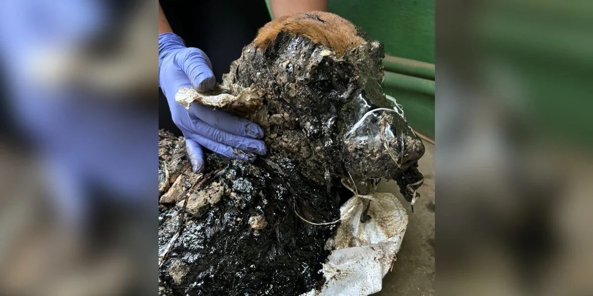 Aus einem Teerloch gezogener Hund verwandelt sich nach einer 72-stündigen Reinigungsaktion völlig