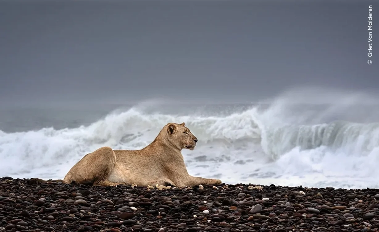 Dieses Land ist das einzige auf der Welt, in dem man Löwen am Strand begegnen kann