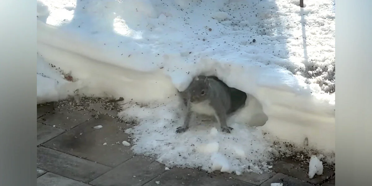 Eichhörnchen bauen einen überraschend beeindruckenden Schneetunnel im Vorgarten einer Frau
