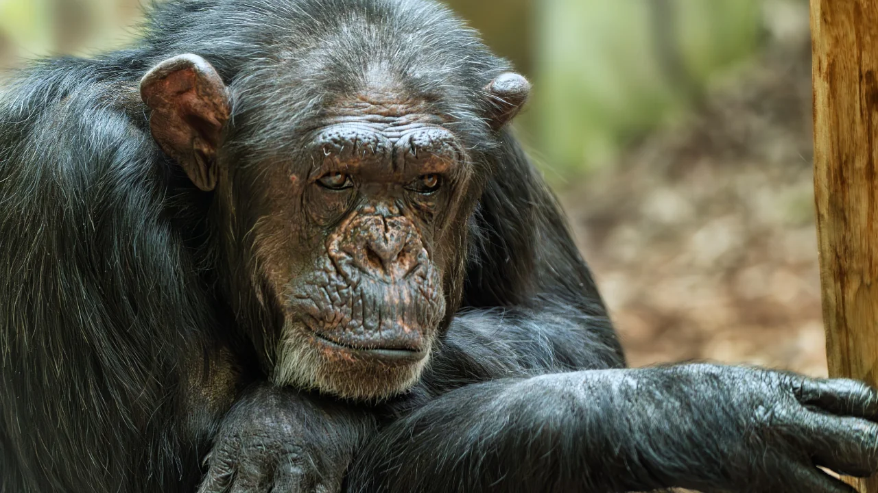 Eine neue Studie in Uganda zeigt, dass Schimpansen Insekten auf ihre Wunden auftragen