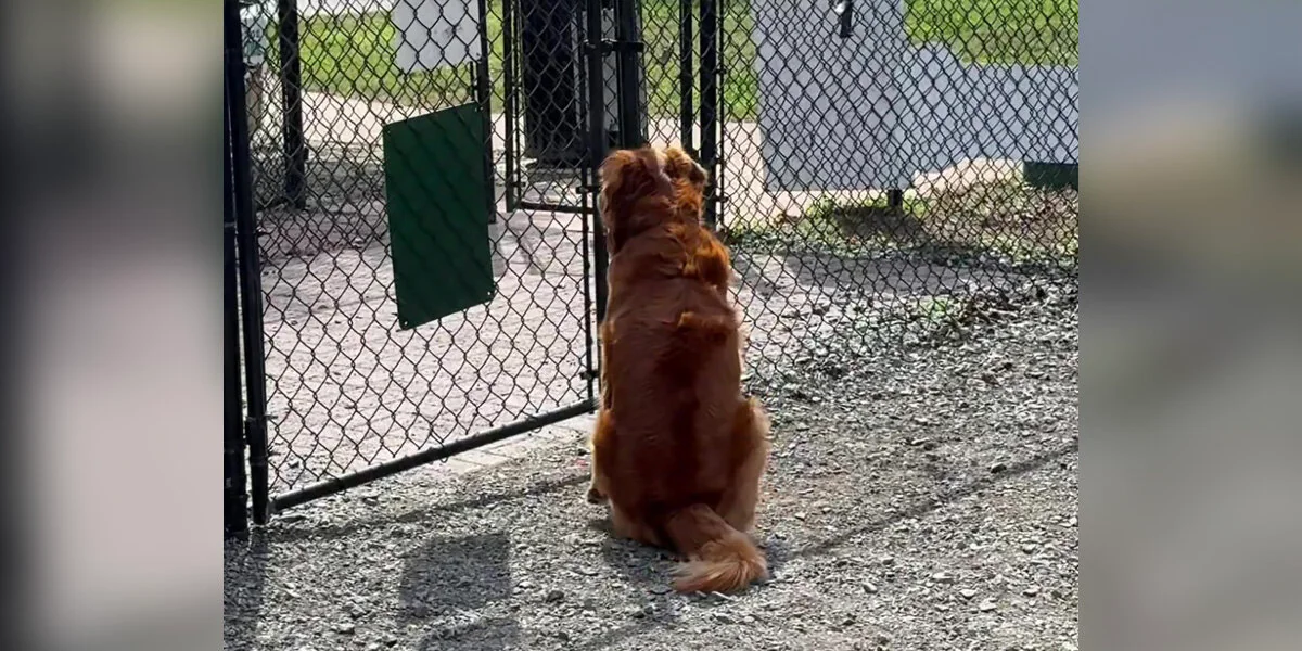 Einsamer Welpe im leeren Hundepark erlebt die beste Überraschung, als ein Freund ankommt