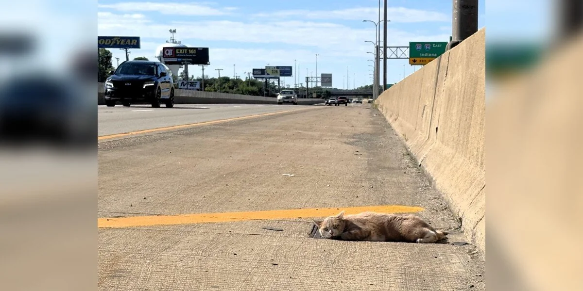 Fahrer entdeckt leblose Katze am Rand einer stark befahrenen Autobahn – dann sieht er, wie sie die Augen öffnet