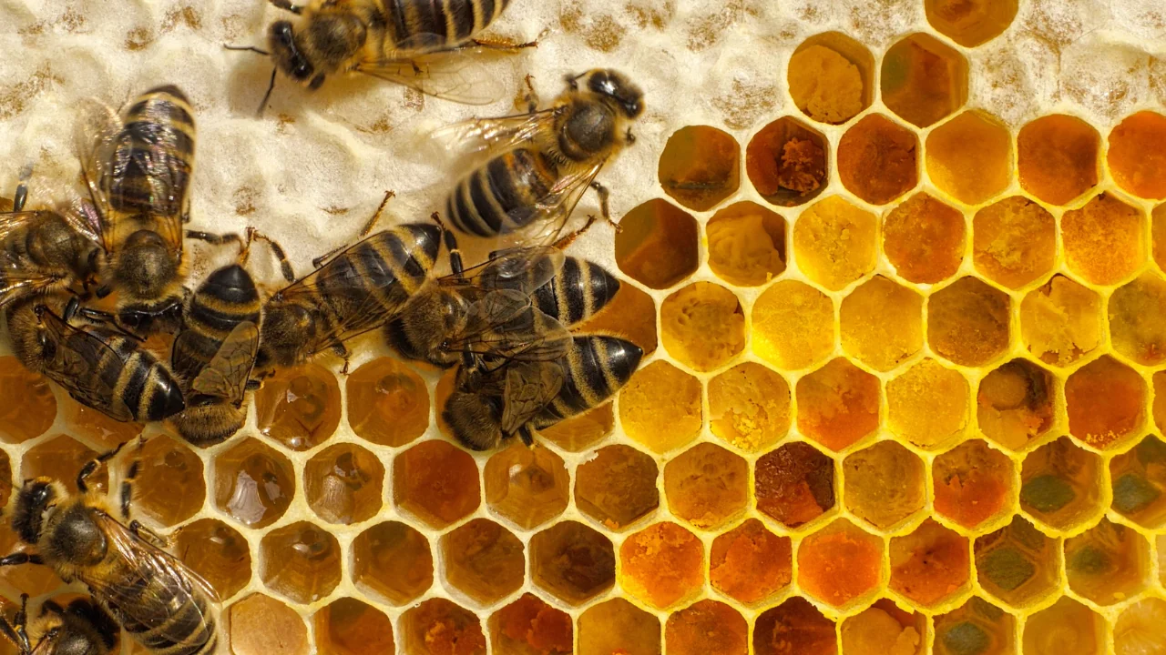 Forscher identifizieren Pollen als Lösung, um die Bienen und unsere Ernten zu retten