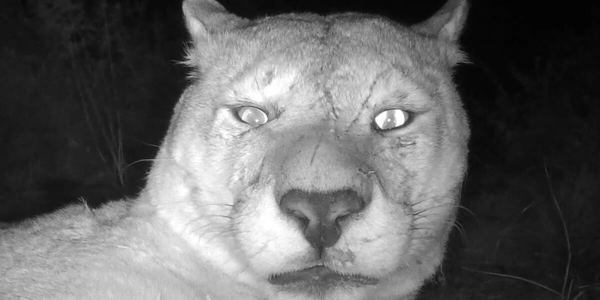 Fotograf lässt Kamera in der Wildnis zurück und hält „unerwartete Momente“ mit einem Puma fest