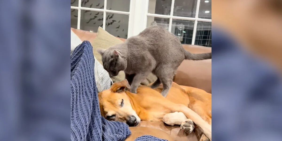 Kater springt als Vollzeit-Masseur ein, als sein älterer Hundebruder ihn am meisten braucht