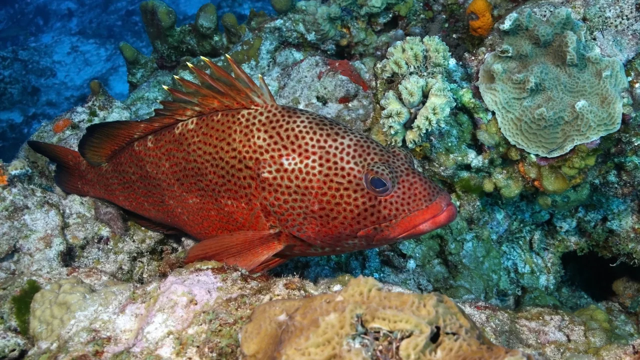 Nach 12 Jahren des Lauschens kann man nun einen Teil der geheimen Sprache der Fische entschlüsseln