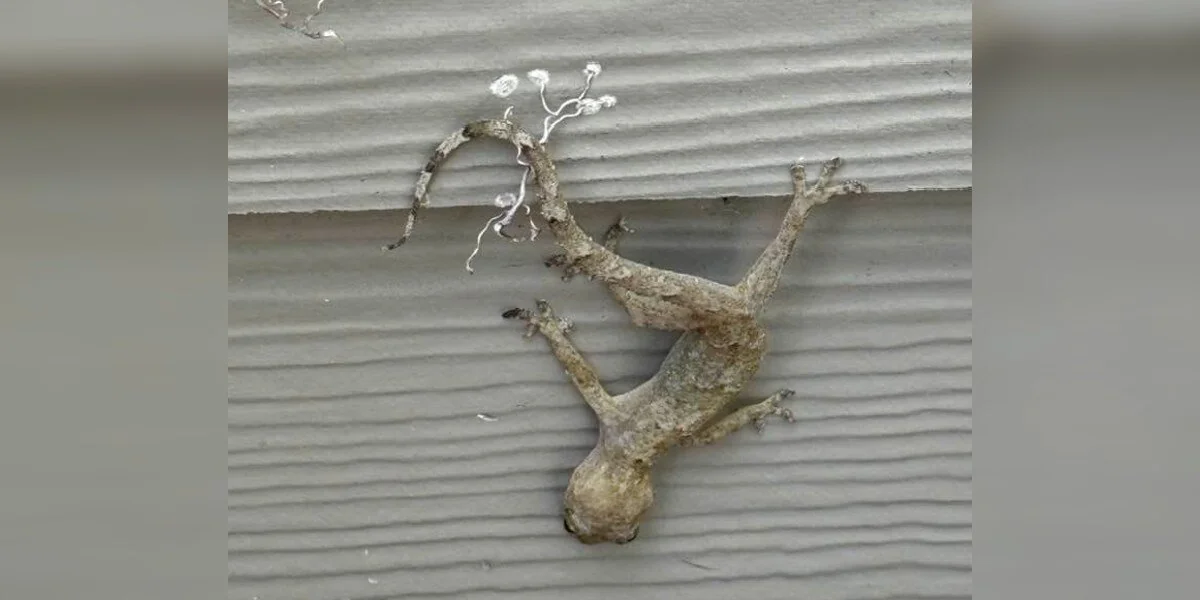 Paar findet kleines Tier an der Wand festgefroren und sieht zu, wie es von den Toten zurückkehrt