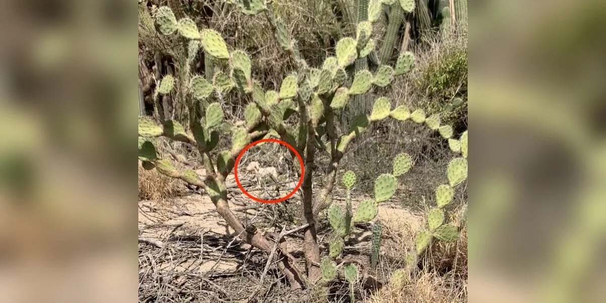 Retter finden einen Haufen Welpen in einem Kaktusfeld mitten im Nirgendwo