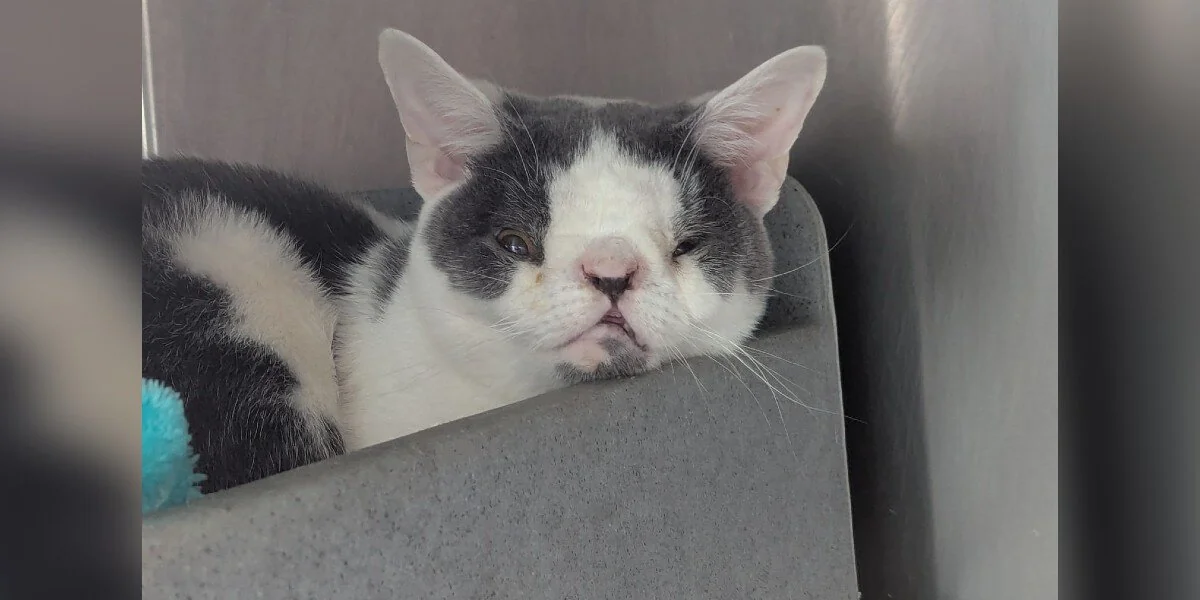 Retter fragen sich, warum die Katze ausgesetzt wurde – bis sie sein Gesicht sehen