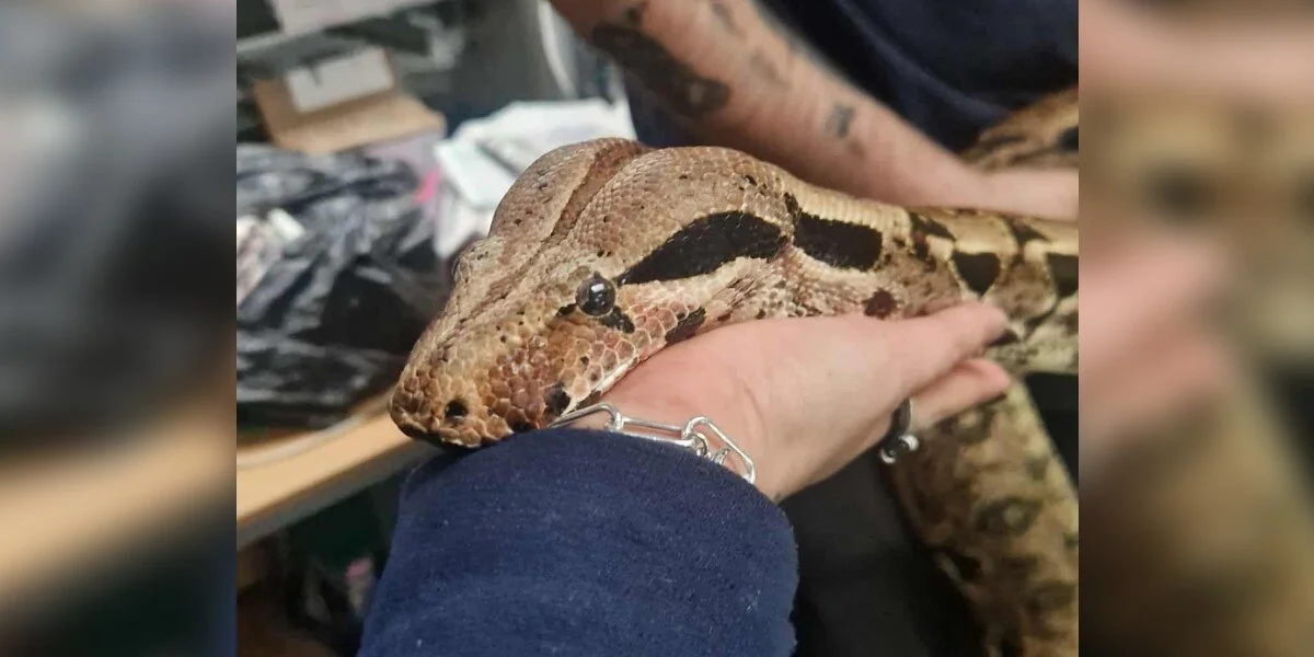 „Sanfte“ Boa hat 4 Jahre im Tierheim verbracht und auf ein Zuhause gewartet
