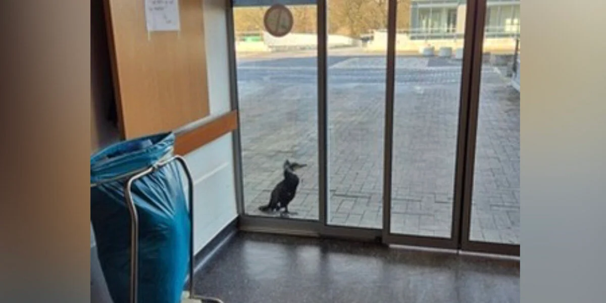 Wildvogel erscheint an der Tür eines Krankenhauses — und das Personal merkt, dass er um Hilfe bittet